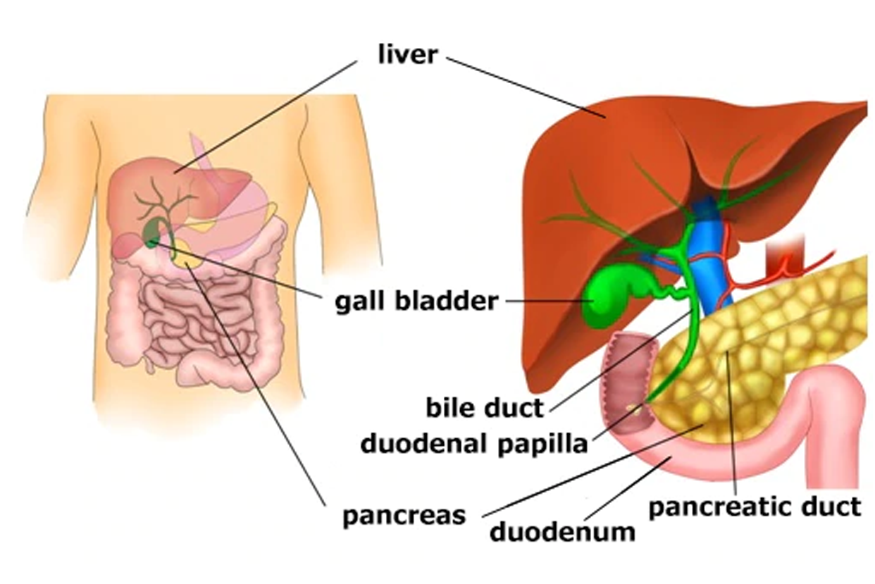 Hepatobiliary & Pancreatic Surgery